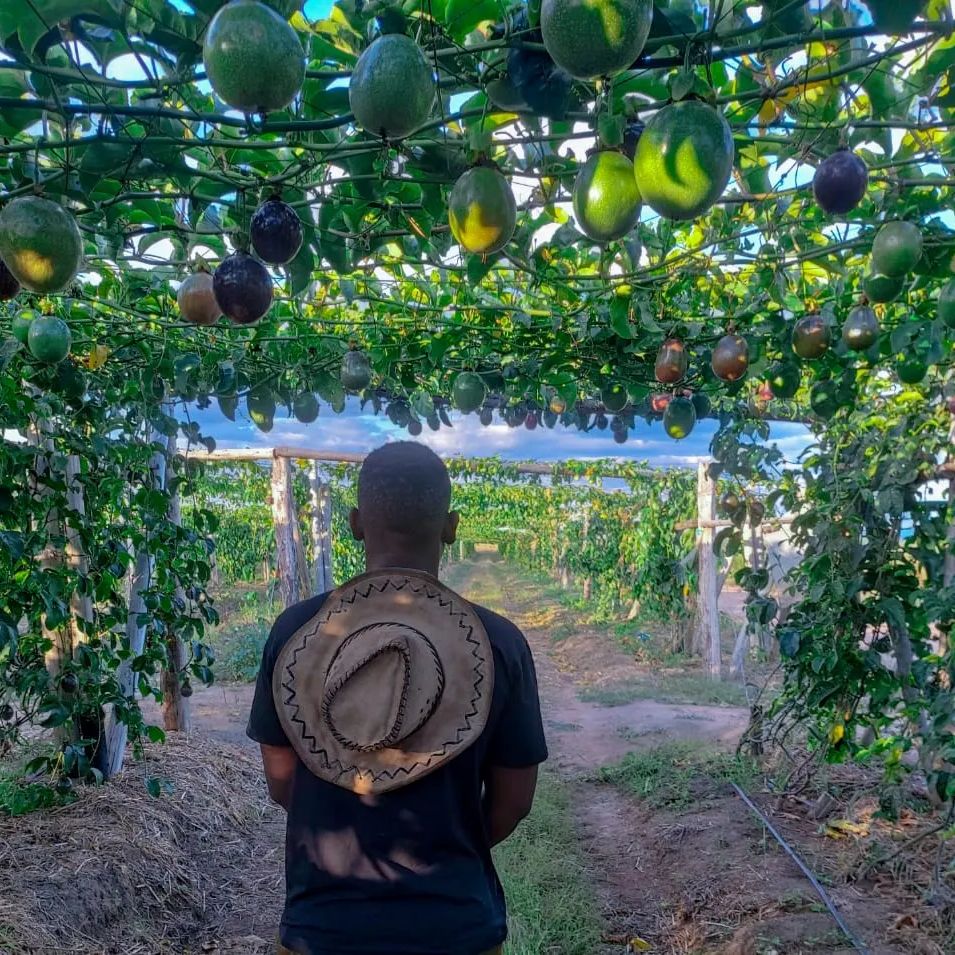 Agro-tourism business | 10 hectares - Granadilla Plantation 2018 - 2022 | Sub Division.9 Bally Vaughan Farm 