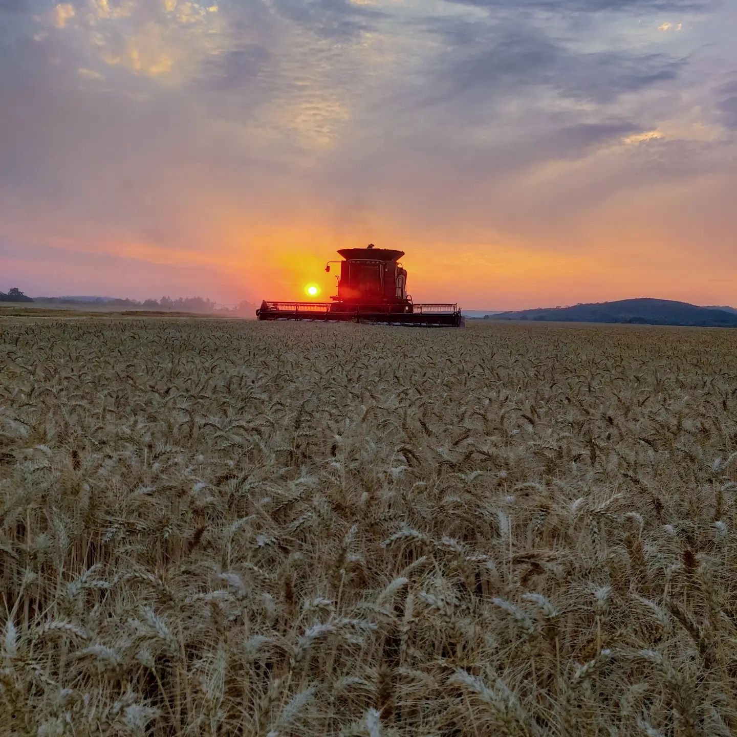 Winter Wheat Harvest | 2023 Season | Danrun Agro-tourism 